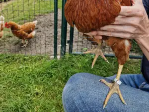 Chicken leg band, leg ring for your chicken