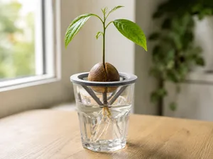 Customisable Propagation Seed Starter