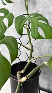 Support for plants