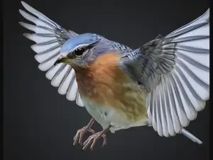 Blue Bird in Flight