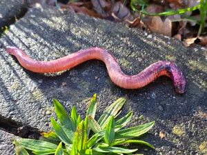A realistic Earth Worm