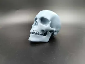 Human Skull