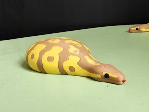 Tony the Baby Ball Python - Flat Flop Friday #13