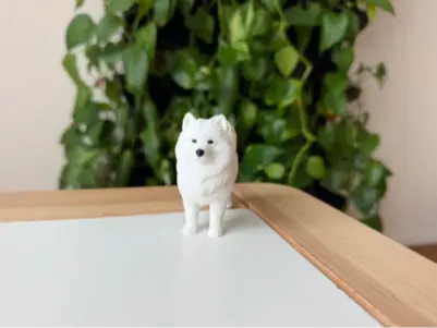 Samoyed Dog - Fluffy Dog