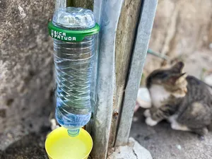 Bica Patuda 1.5L Bottle Automatic Pet Water Feeder