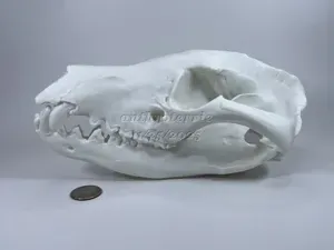 Tasmanian Tiger, Tasmanian Wolf, Thylacine