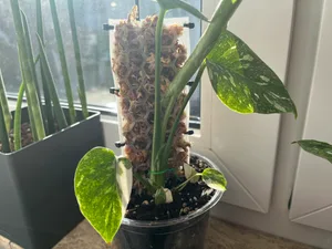 D-Shaped Modular Moss Pole
