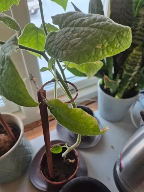 Modular Plant Stem Support System — Image 4 of 7