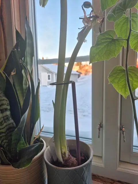 Modular Plant Stem Support System — Image 3 of 7