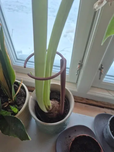 Modular Plant Stem Support System — Image 6 of 7