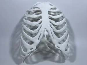 Rib Cage with Sternum