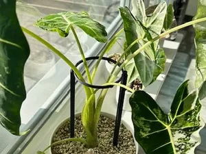 Alocasia-Stütze