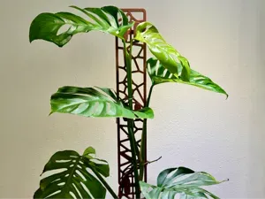 Modular Voronoi Trellis - Grows With Your Plant
