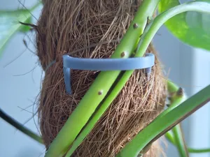 Plant support for coco coir pole