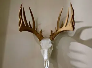 Deer Antler Set - 1/22/26