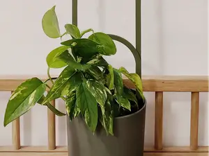 Stackable Arc Trellis for Houseplants