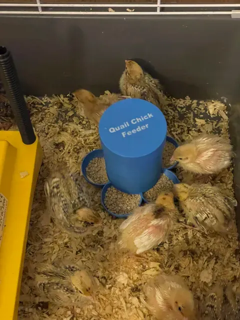 5 station Quail chicken feeder — Image 3 of 10