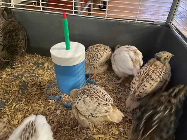 5 station Quail chicken feeder — Image 4 of 10