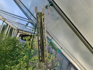 Tomaten Rankhilfe für Gewächshaus