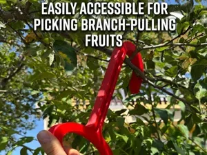 Easily accessible for picking branchPulling fruits