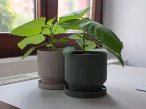 Planter Pot with Drip Tray, 12 cm / 5 inches