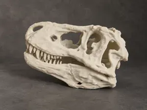 T-Rex Skull Replica | A1 | Hyper Detailed