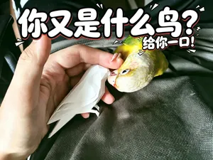 低多边形虎皮鹦鹉|桌面摆件 3D 打印模型