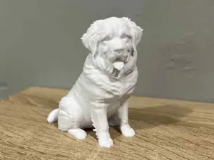 Sitting St. Bernard dog . Animal