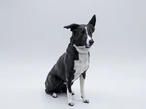 Dog Border Collie Realistic 