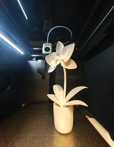 Orchid