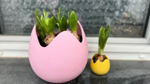 Eggshell