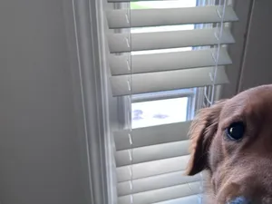 Window Blinds
