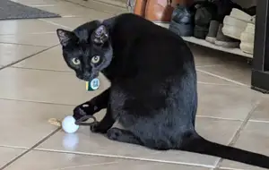 hair tie cat ball toy