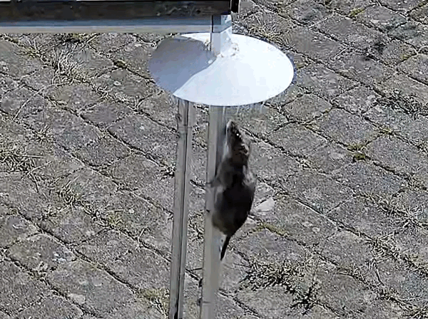 Rat Blocker / Rattensperre