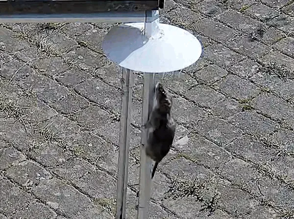 Rat Blocker / Rattensperre