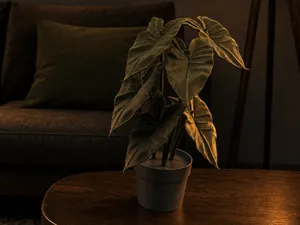 Realistic Alocasia Plant – Easy Assembly Decor