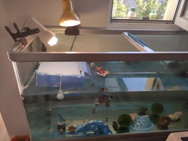 basking area for turtles — Image 4 of 4