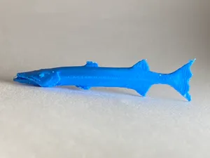 Tiny Barracuda!