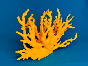 Koralle Aquarium