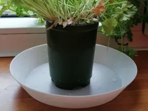 Simple Saucer (5 Sizes)