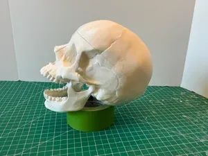 Full Size Human Skull with Snap-in Movable Jaw