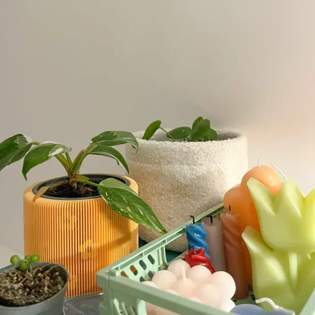 Flowers plant pot — Image 10 of 10