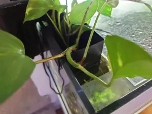 Fish Tank Aquarium Plant Side Add On Pot Planter Holder Hanging