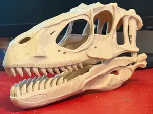 Deinonychus Skull – Life-Size “Velociraptor”