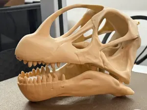 Camarasaurus Skull – 180mm Fossil Replica