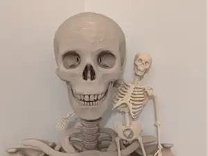 Articulated Skeleton