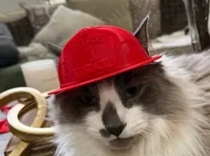 Cat firefighter helmet!