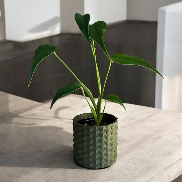 Plant Pot "Jay" — Фото 2 из 2