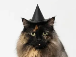 Witch Hat for Cat & Dog - Halloween Pet Costume