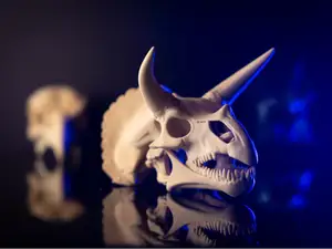 Triceratops Skull Fossil